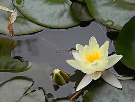 水中百合,白睡蓮,池塘