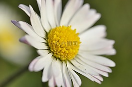 鵝花,白花,花