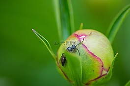 特寫,螞蟻,自然