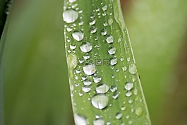 雨滴,特寫,綠色