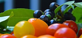 櫻桃月桂樹,漿果,蕃茄