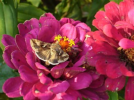 蜂鸟蛾,蝴蝶,鲜花