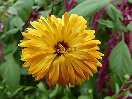 開(kāi)花,黃色,夏季