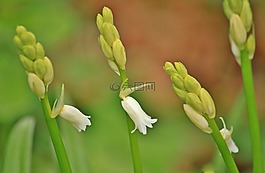 開(kāi)花,花,廠