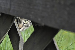 貓,國內(nèi)的貓,寵物