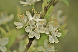 開花,花,梨