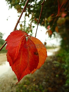 葉,秋,紅色