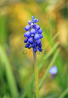 muscari,开花,花