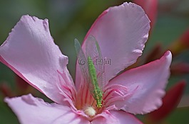 夾竹桃花,hoverfly,開花