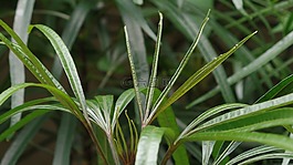 花園,綠葉,綠色
