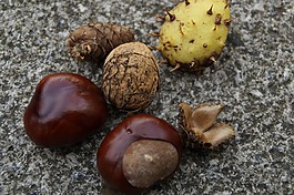 秋季,水果,秋季水果
