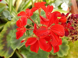 天竺葵,花,植物