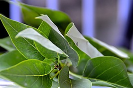 常春藤,叶子,绿色