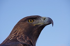 鳥,猛禽,阿德勒