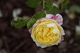 玫瑰,花,黃色