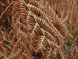 蕨類,干,熱
