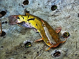 魚,美國鯰魚,性質(zhì)
