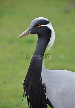 鳥,動物,性質(zhì)