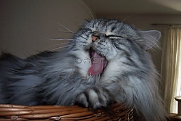 宿醉,猫品种,猫
