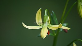 花,春,夏天