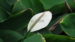 馬蹄蓮,白,綠色