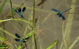 昆虫,蜻蜓,蓑羽
