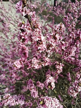 性質(zhì),鮮花,粉紅色