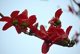 花,自然,植物區(qū)系