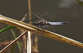 昆蟲,蜻蜓,大 blaupfeil