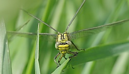 昆蟲,蜻蜓,vulgatissimus