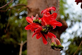 自然,花,植物區(qū)系