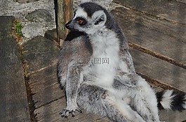 狐猴,哺乳動(dòng)物,可愛(ài)