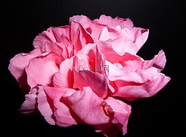 花,粉紅色,開花