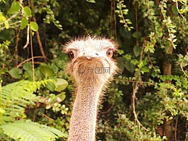 鴕鳥(niǎo),野生動(dòng)物園,特寫(xiě)