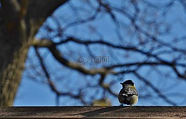 山雀,鳥,動物