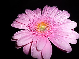 開花,非洲菊,粉紅色