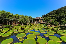 水域,池塘,熱帶的