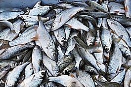 拉巴,魚,白魚