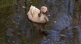 鴨,棕色,鳥