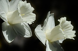 喇叭花,花,复活节百合