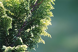 柏gorokhovoy,扁柏pisifera,植物