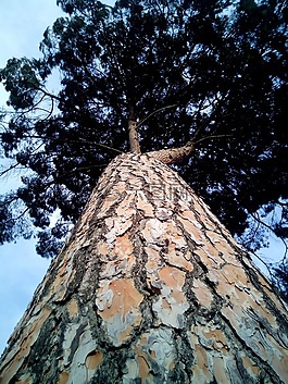 石松,松pinea,杯