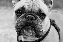 狗,斗牛犬,動(dòng)物