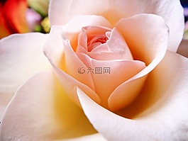 花瓣,花,玫瑰