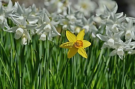 花,喇叭花,复活节百合