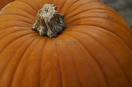 南瓜,橙,光明