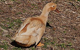 鴨,棕色,鳥