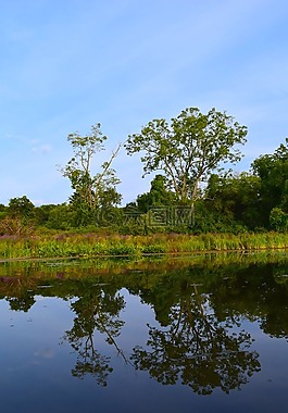 樹,湖,水