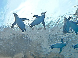 企鵝,水族館,水