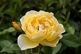 玫瑰,花,黃色